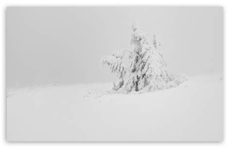 Hd wallpapers and background images. Winter White Snow Tree Aesthetic Ultra HD Desktop ...