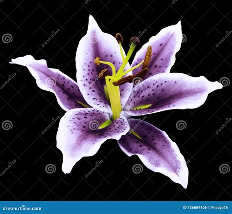 Purple Lily Flower On A Black Background Isolated With Clipping Path