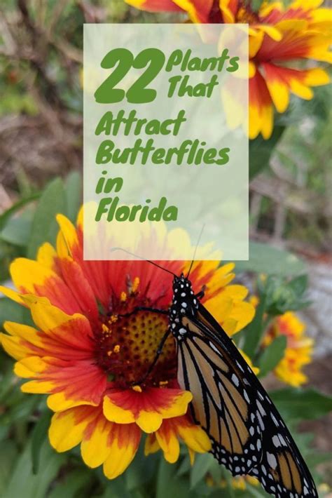 Butterflies probe for nectar, their flight fuel, and typically favor the flat, clustered flowers that provide a landing pad and abundant rewards. Best Plants To Attract Butterflies In Florida - Modern ...