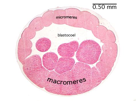 Early Blastula With Labels Bill Todt