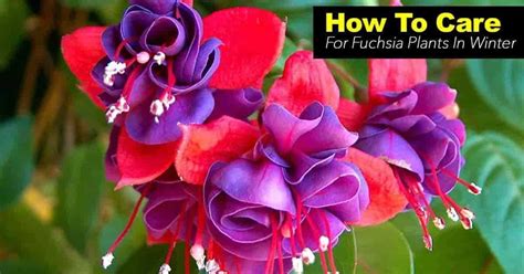 How To Care For The Fuchsia Plant Fuchsia Plant Shade Annuals