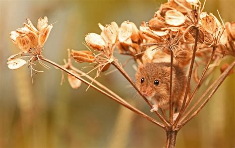 Harvest Mouse A Harvest Mouse Playing Taken At A Macro Wo Flickr