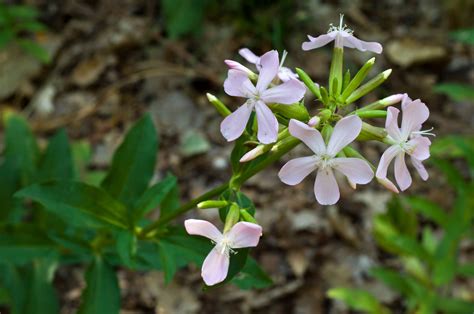 That Laundry Fresh Scent Of Wild Soapwort The New York Times