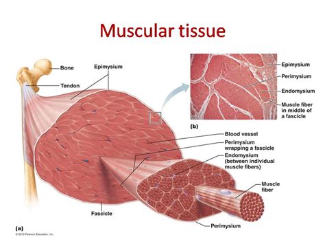 Muscle Tissue Diagram Labeled
