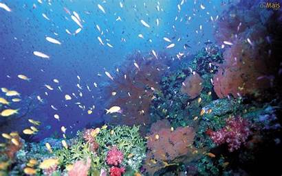 Fundo Coral Mar Parede Papel Osmais