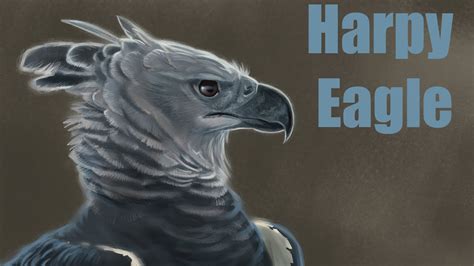 Drawing A Harpy Eagle Time Lapse Youtube