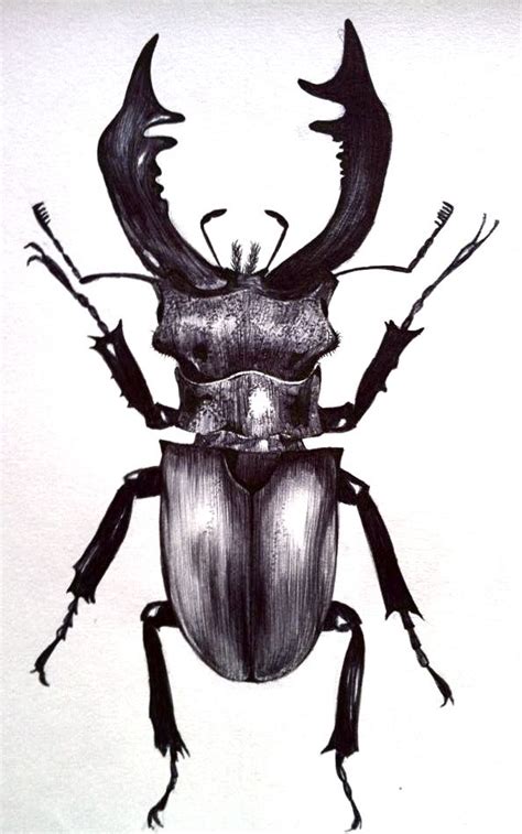 Stag Beetle Tumblr Beetle Art Beetle Insect Stag Beetle Insect Art