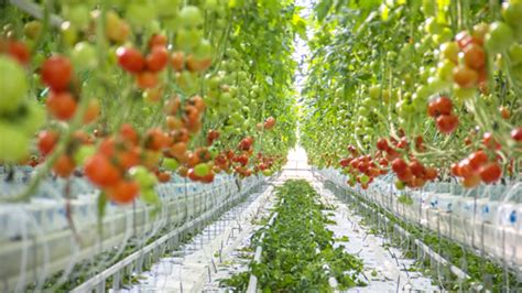 How Fertigation Helps Greenhouse Growers Crop Production