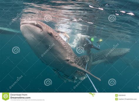 Whale Shark Close Up Underwater Portrait Stock Photo