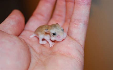 Baby Hamster Honeyvibes