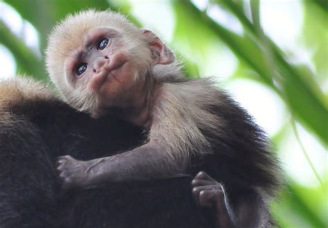 White Faced Capuchin Monkey Infant Capuchin Monkey Monkey Habitat