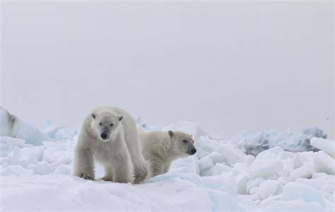 Identifying Polar Bears By Their Footprints Uaf News And Information