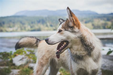 Canine Alopecia Understanding Dog Balding Patterns — Pet Genius