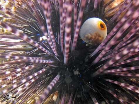Diadem Sea Urchin Diadema Setosum Chaloklum Diving