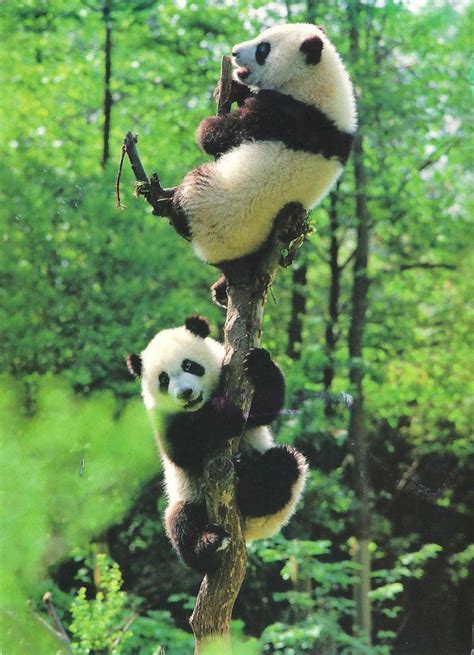 My Favorite Animal Postcards Giant Panda Bears Up A Tree World