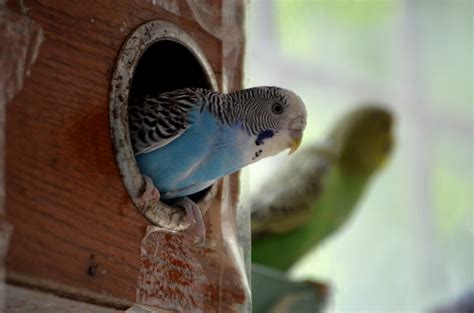 Parakeet Free Stock Photo Public Domain Pictures