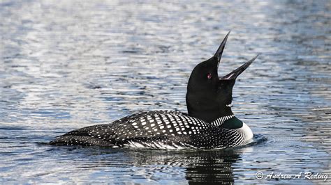 The Haunting Voice of the Common Loon | BirdNote