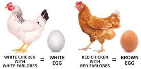 White Eggs Vs Brown Eggs