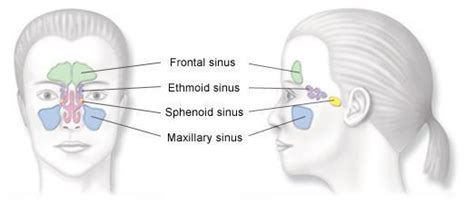 Sinusitis Birmingham Al Southern Ent And Sinus Center