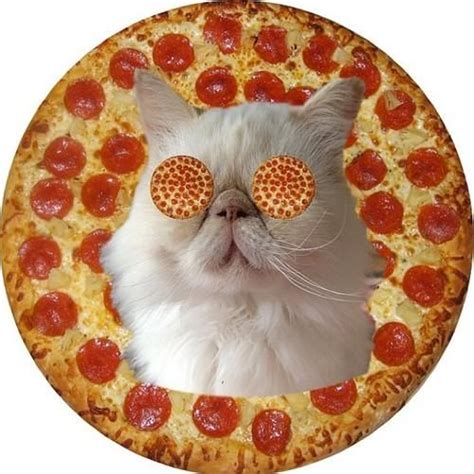 Squishfacekitties Trippy Cat Pizza Cat Crazy Cats
