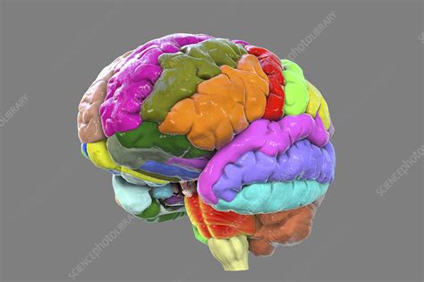 Human Brain With Gyri Highlighted Illustration Stock Image F032