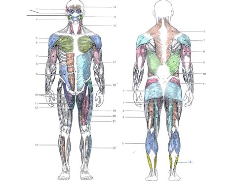 The Muscular System Quiz