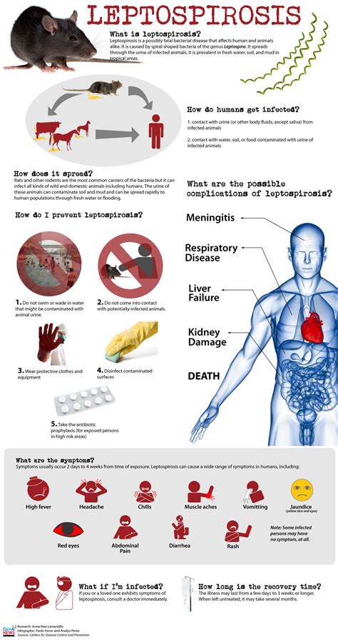 Infographic What Is Leptospirosis Gma News Online