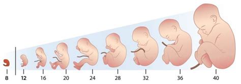 25 Semanas De Embarazo ¿qué Cambios Hay Portal De Salud