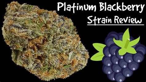 Platinum Blackberry Official Strain Review Youtube