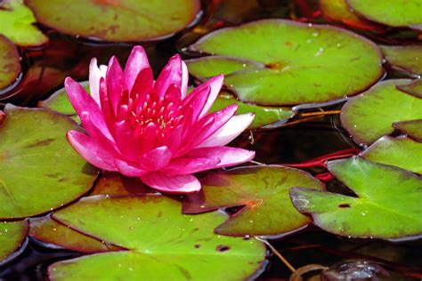 Download Nature Pink Flower Water Leaf Flower Water Lily 4k Ultra Hd