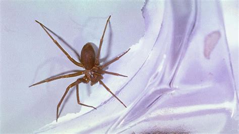 How To Get Rid Of Brown Recluse Spiders All The Best Methods Forbes Home