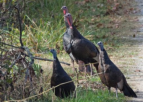 Talking Turkey ‘respectable Birds
