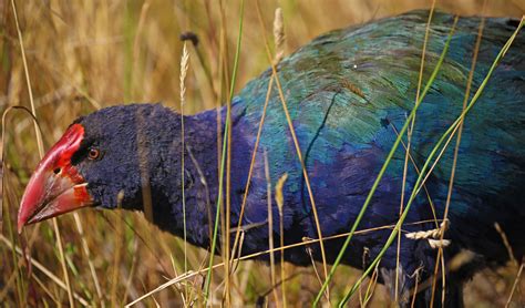 The Weird Flightless Birds Of New Zealand