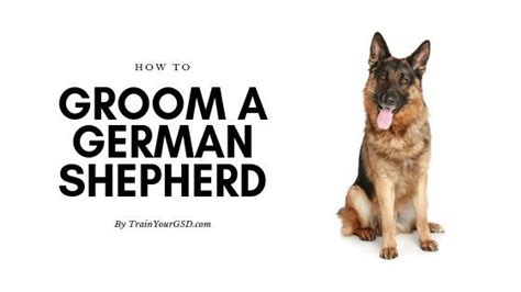 How To Groom A German Shepherd Step By Step Guide To Grooming Your Gsd