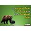 Bear Facts  10 Big And Bearable About BearsBear