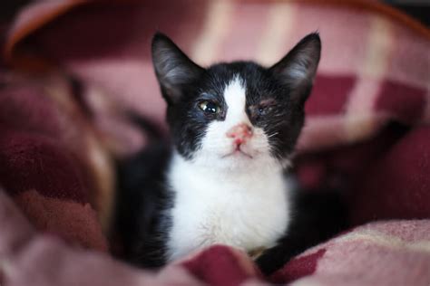 Kitten Eye Infection Causes Symptoms And Remedies