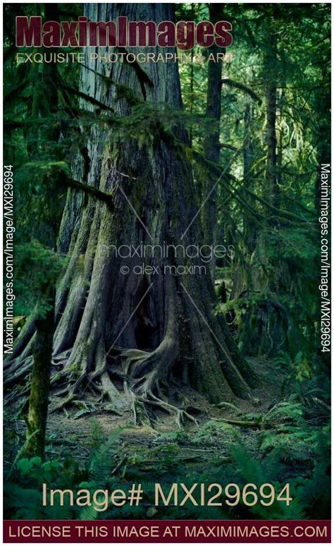 Photo Of Old Crooked Cedar Tree In A Forest Vancouver Island Stock