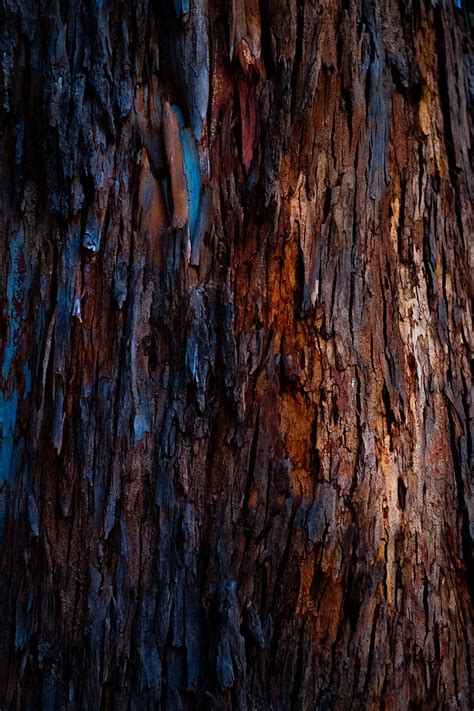 Tree Bark Textures