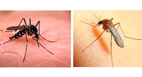 Diferenças Entre O Culex E O Mosquito Da Dengue Blog Da Ecovec