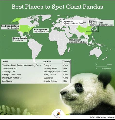 What Are The Best Places To Spot Giant Pandas Answers