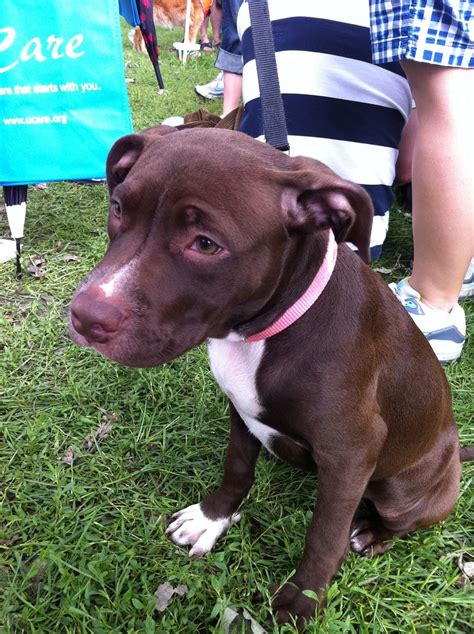 Pit Bull Puppy At Twin Cities Pride So Kyoot Mnpitbull Flickr