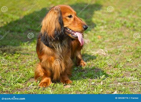 Red Long Haired Dachshund Stock Photos Royalty Free Pictures
