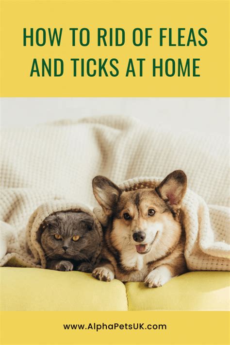 Why are ticks so hard to get off of dogs? How To Prevent And Get Rid of Dog Fleas And Ticks Fast ...