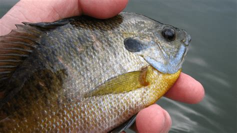 How To Catch Bluegill Tips For Bluegill Fishing Live For Fishing