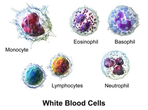 Red And White Blood Cells Under Light Microscope Rwanda 24