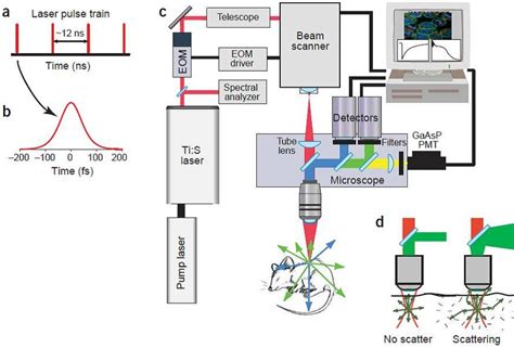 14 Components Of A Multiphoton Microscope A Pulse Train From A