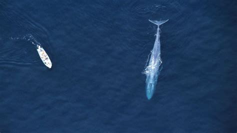 Curious Kids What Creatures Can Defeat A Blue Whale