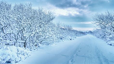 Wallpaper Snow Trees Road Traces Winter Cloudy Hd Picture Image