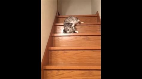 Video Of Lazy Cat Sliding Down The Stairs Is Too Funny To Miss