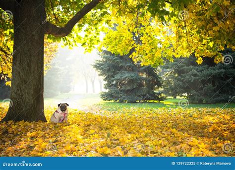A Cute Pug Dog Sits In Yellow Foliage Against The Backdrop Of An Autumn